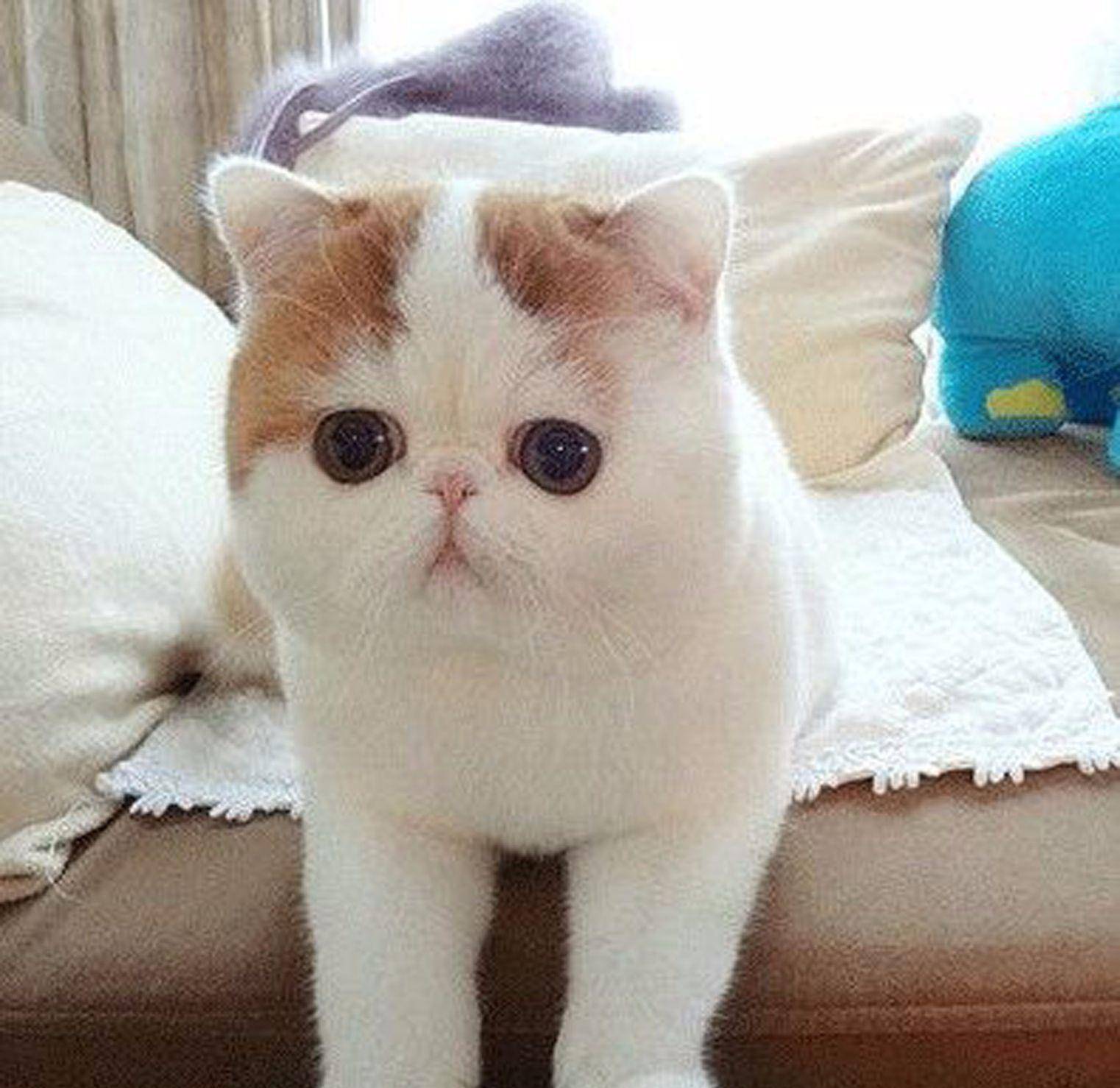 进行|猫咪总是软便怎么回事？