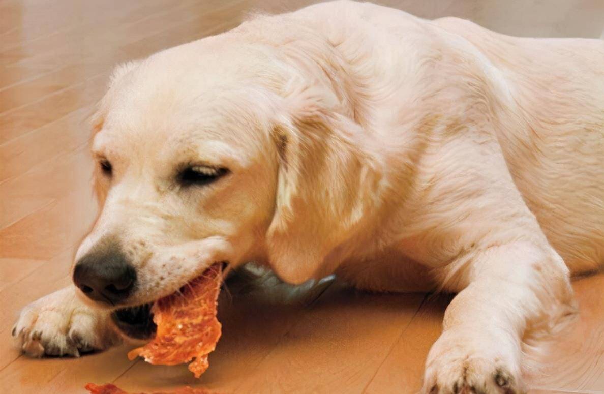 玩具|主人做完这几件事,狗狗“幸福指数”会蹭蹭蹭飙高