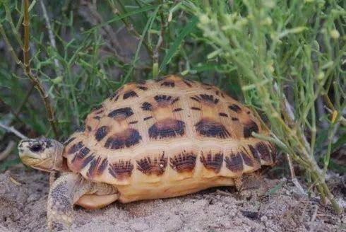 乌龟怎么养才是最舒服的 4263d373b3564374bdb9ab16521e4951.jpeg