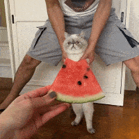 因为|日本两只加菲猫每天愁云满面，只因为主人胆大包天做出这种事