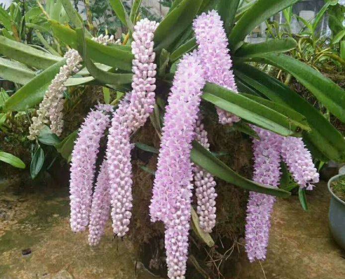 养花就要养出眼前一亮的感觉 不如养一株狐尾兰 简直太漂亮了 植物