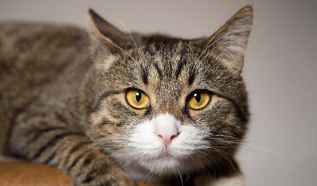 猫咪|猫咪突然食欲下降,不必太担心,可能是这四个情况引起的