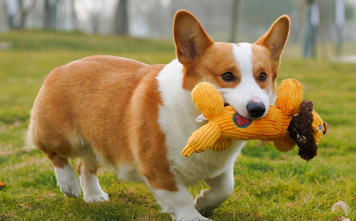 时间|柯基犬若有以下行为,说明它在守护你!
