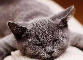 猫咪|盘点世界上脾气最好的猫咪，波斯猫只排第三，第一名妇孺皆知！