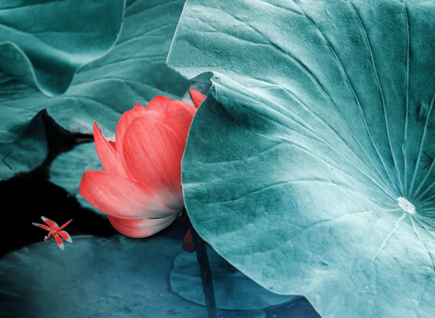 方面|今日小暑 如何度过上蒸下煮？