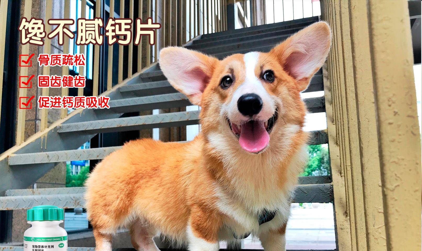 生命|柯基这几个“部位”不要乱打，关乎生命！