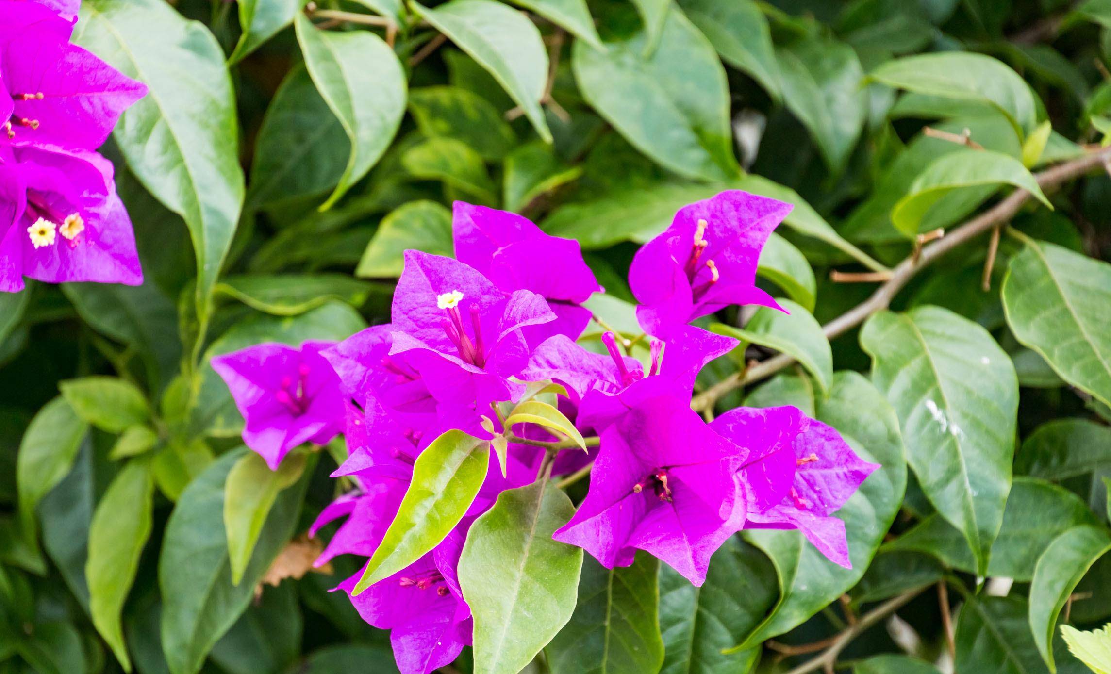 三角梅口味重,爱喝这种水,花开不停歇,非常漂亮_进行
