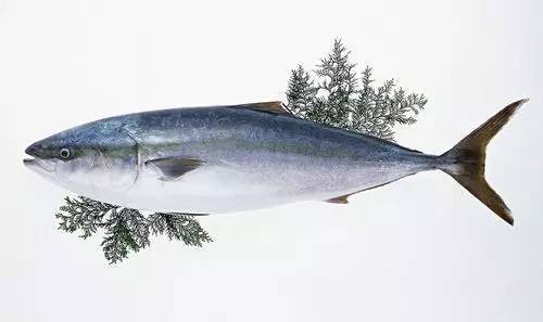 生活|景录先医生分享:得了甲状腺疾病怎么办?医生:避开这4种食物,含碘量很高!