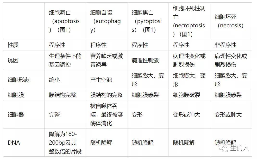 促进细胞因子的释放,细胞的焦亡型死亡以及炎症