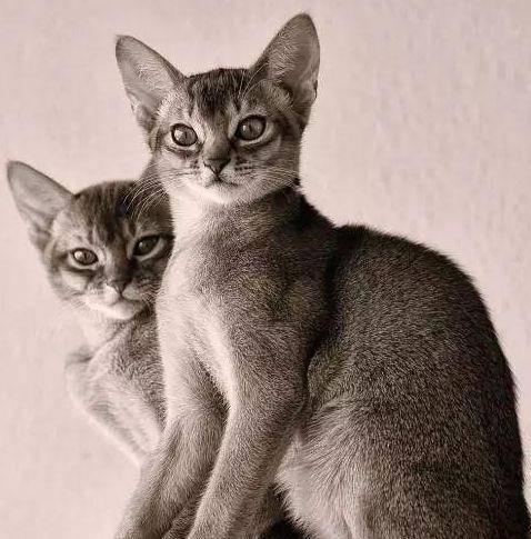 猫咪|盘点世界上脾气最好的猫咪，波斯猫只排第三，第一名妇孺皆知！