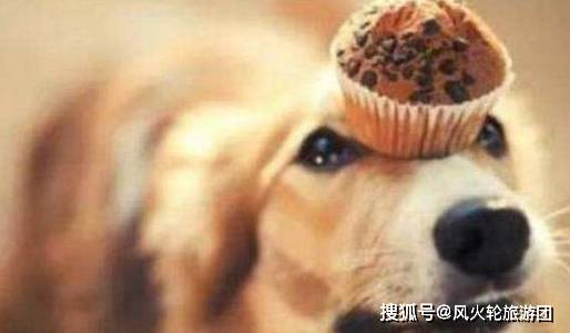 因为|对狗狗来说，这5类人最可怕了，你在其中吗？