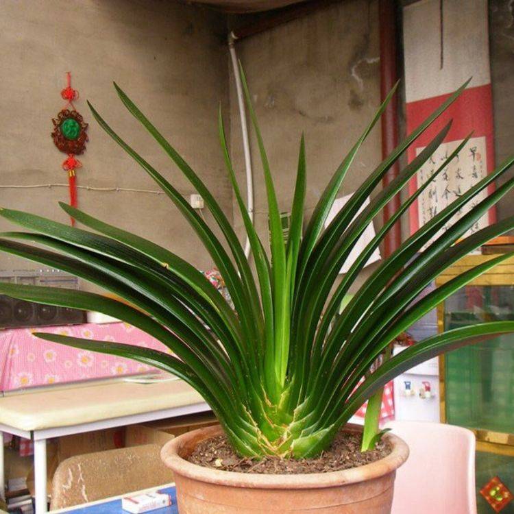 他养花"太走心",养裸根"君子兰"用2个技巧,40天就生根_植物