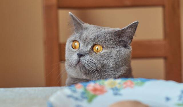 猫咪|猫咪突然食欲下降,不必太担心,可能是这四个情况引起的