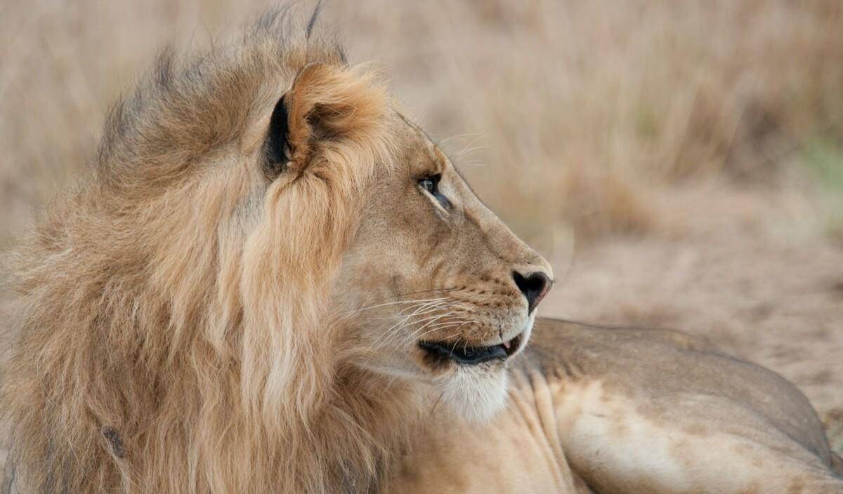 猎豹图片食肉动物 073e93b89dfb4139a46686f70a1d89db.jpeg