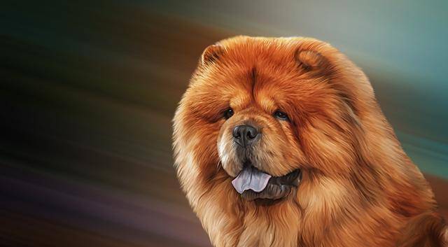 攻击性|松狮犬很忠诚,饲养的人却很少,原因有7个,体臭只是其中一个