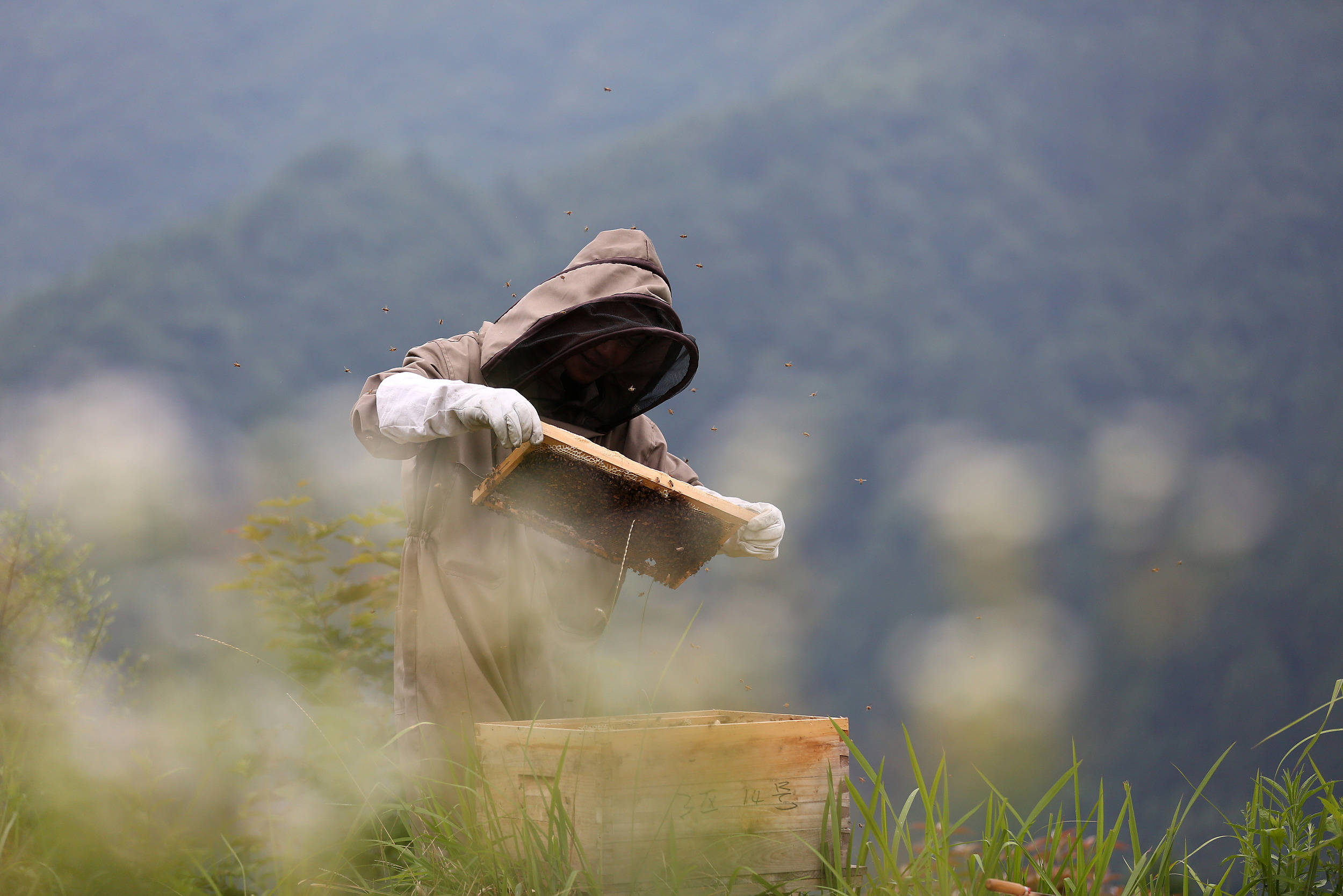 贵州榕江县:林下养殖蜜蜂 助力乡村振兴