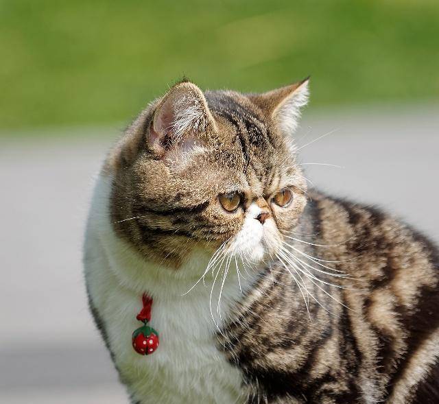 猫咪|谁说猫咪都是高冷的？这几个品种的猫咪，黏人到黏到你嫌烦