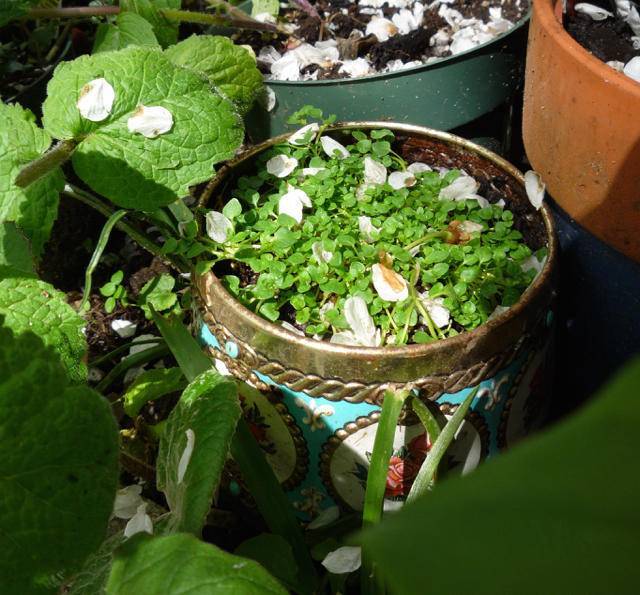 山茶花|温度-10度！超级清凉，简直就是炎热夏日必备！