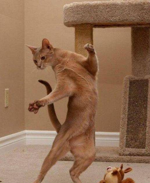 猫咪|以为自己是人类的猫，第六只这样的请给我来一打！