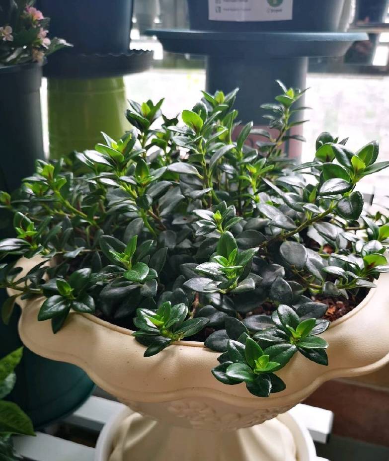 尊龙app人生就是博是干嘛的 新型室内盆栽植物 比绿萝还好养 花叶俱美 三季开花 值得拥有歌词 晴格歌词网