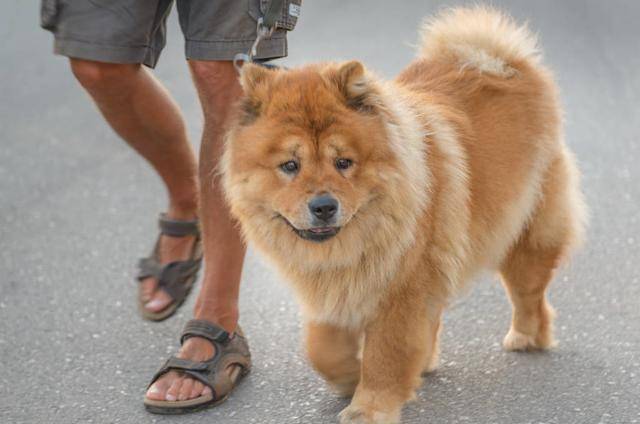 攻击性|松狮犬很忠诚,饲养的人却很少,原因有7个,体臭只是其中一个