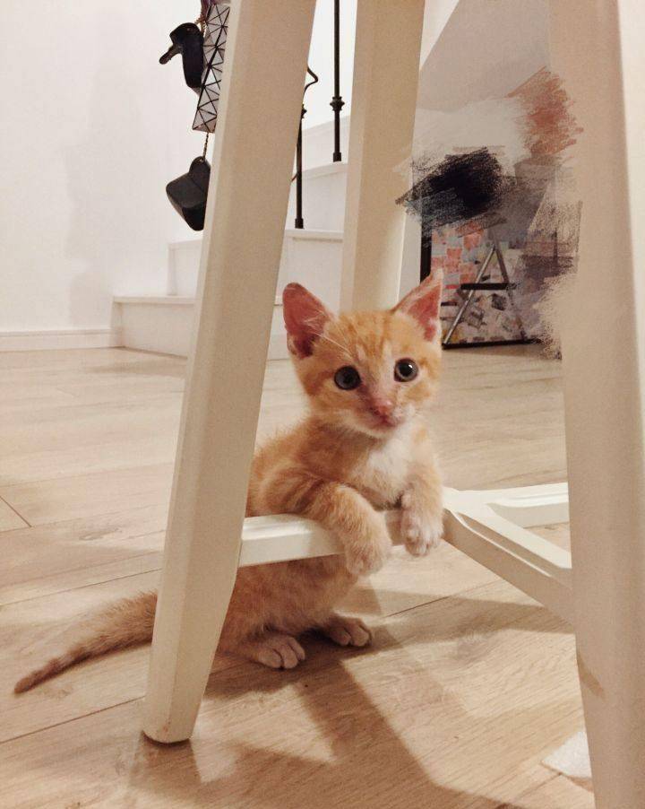 橘猫为什么容易胖 b16aca379daf411fb33a03420048eda8.jpeg