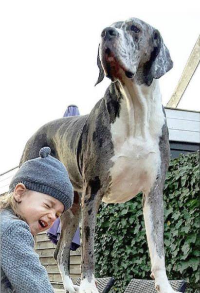 怎么看小狗性格凶狠 b563cc4018ce4e0096ebaedcd7f5158b.jpeg