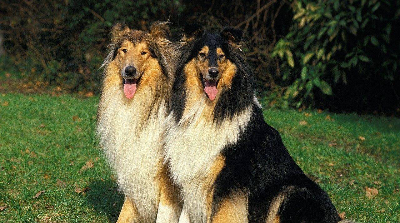 什么|养狗之后,你的生活发生了哪些改变,网友:我已脱胎换骨