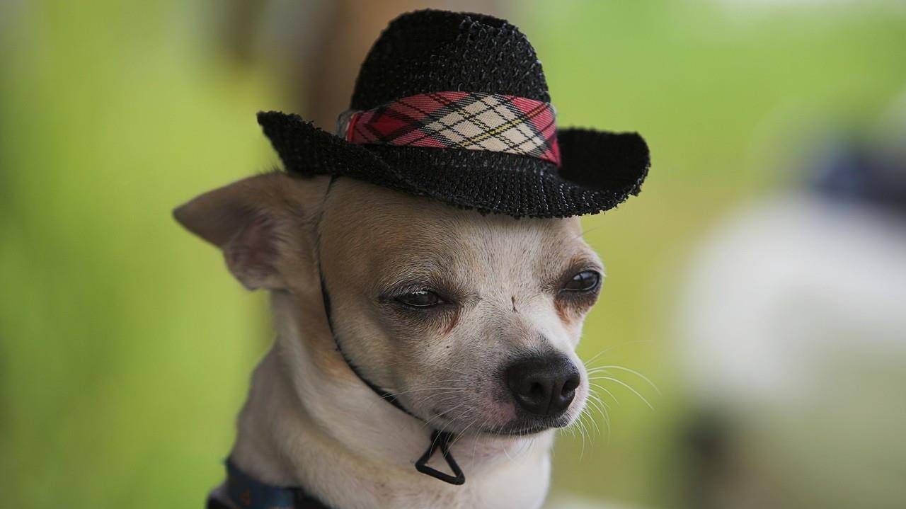 什么|养狗之后,你的生活发生了哪些改变,网友:我已脱胎换骨