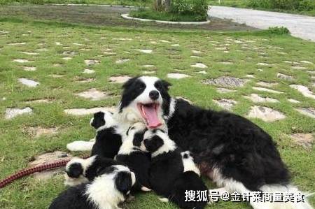 智商排名第一的狗_狗智商排名