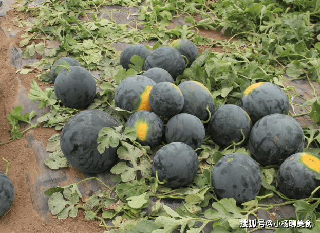 曾经风靡一时的"黑皮西瓜",为何现在很少见了?原因让人意外_种植