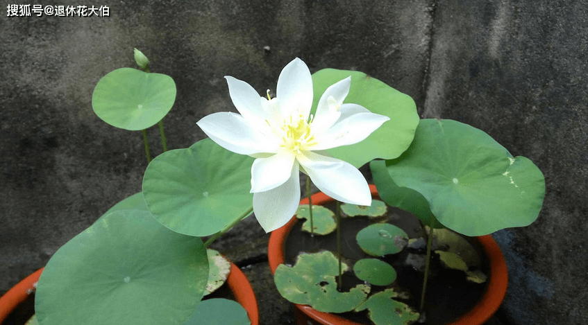 家庭种植碗莲 和水缸 结合 恍如艺术品诞生 花友