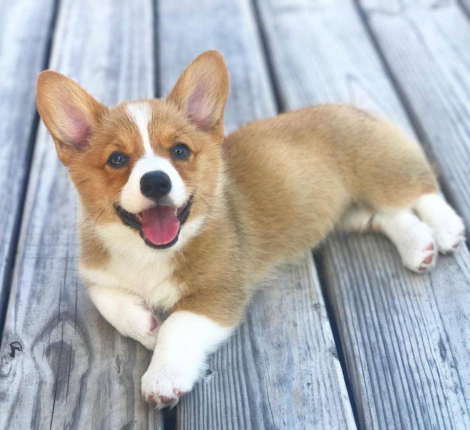 观点评论|柯基风靡全球,但本地人却把它当土狗,不喜欢的原因主要有3个