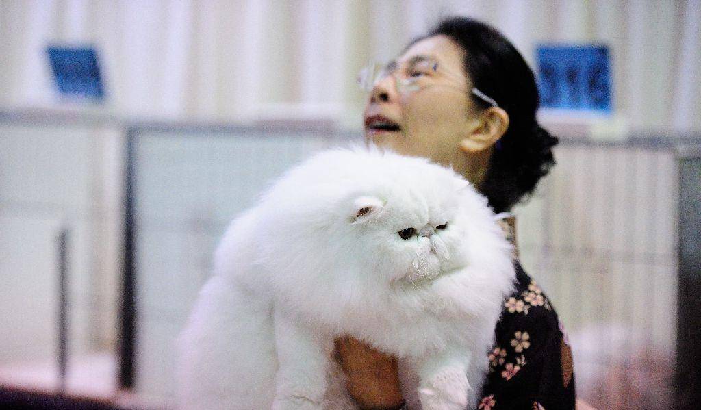 美国波特兰举行国际猫展 喵星小可爱争相卖萌 美国波特兰举行国际猫展 喵星小可爱争相卖萌