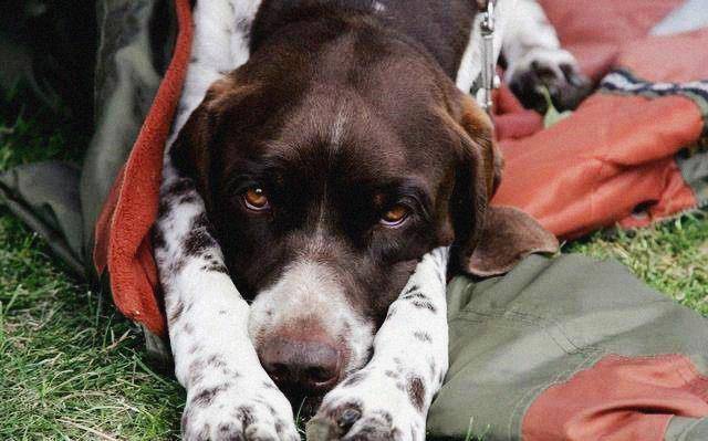 观点评论|哈士奇和比特犬打架，使出绝技亲吻对方，网友：太厌恶了！