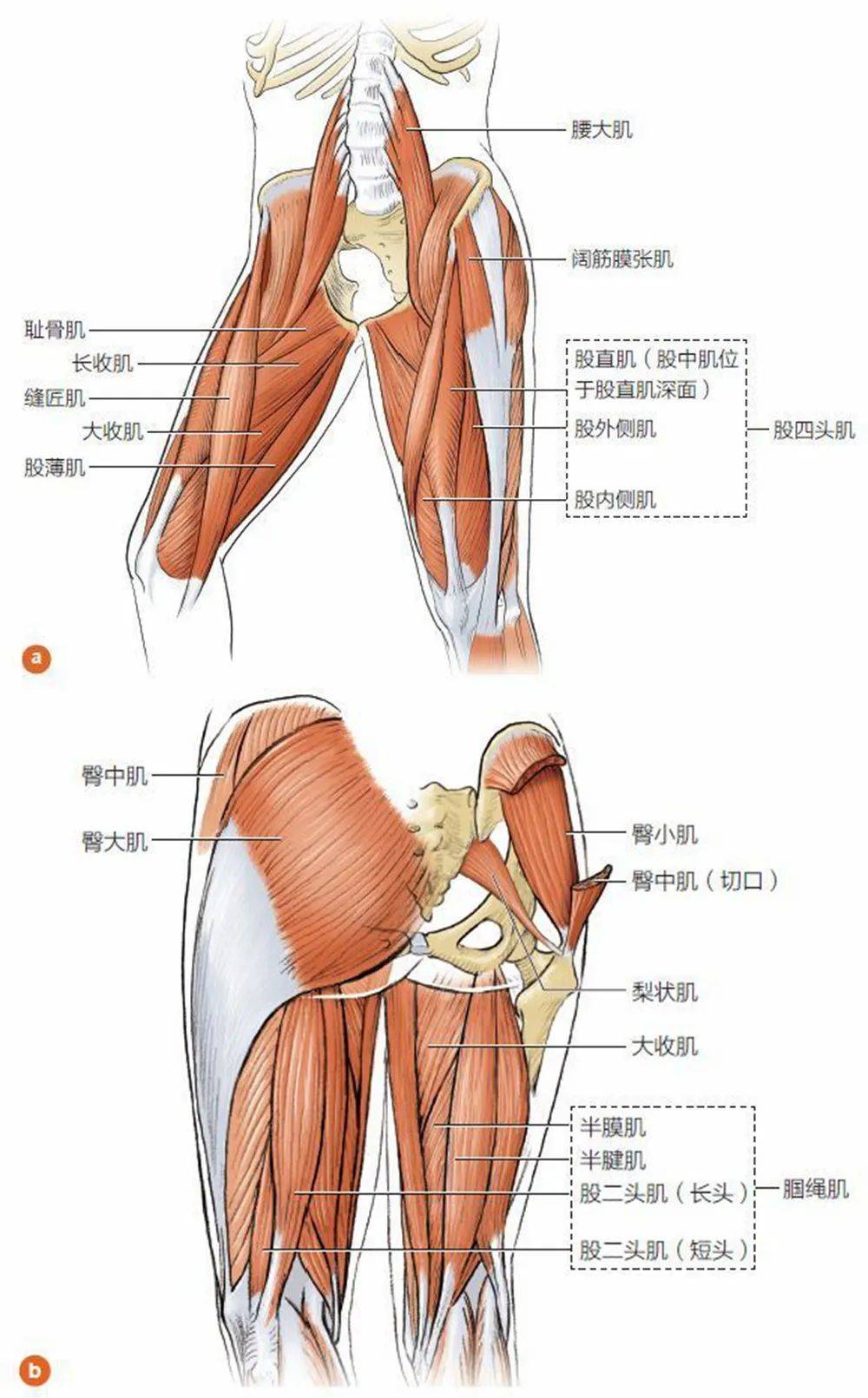 阔筋膜张肌作用图片