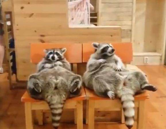 小浣熊|两只小浣熊躺着吃零食，用肚子当桌子，网友：我周末的样子……