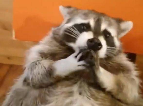 小浣熊|两只小浣熊躺着吃零食，用肚子当桌子，网友：我周末的样子……