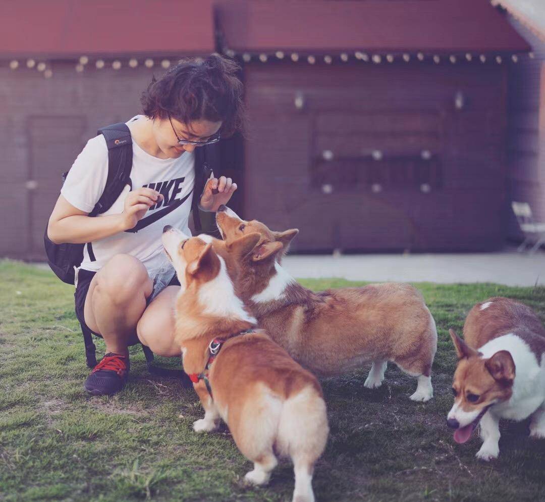 观点评论|ins风宠物写真，养这么多柯基，啥家庭啊家里有矿啊