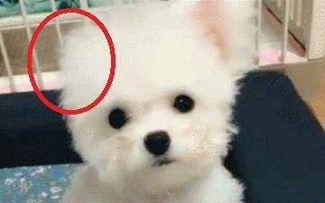 如何给狗狗剪发 8a6b5d861c944f53a36b2ef8f9c4a730.jpeg