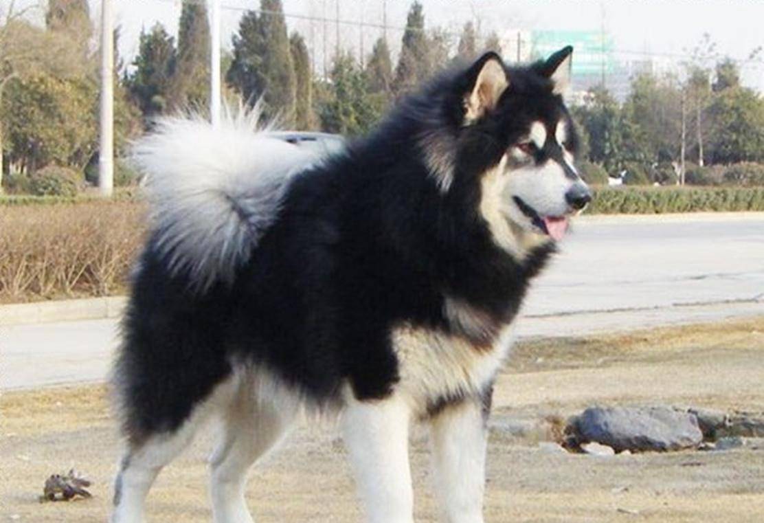 观点评论|柯基的“短腿基因”太强大，跟它混血的狗全像被“砍去一半腿”