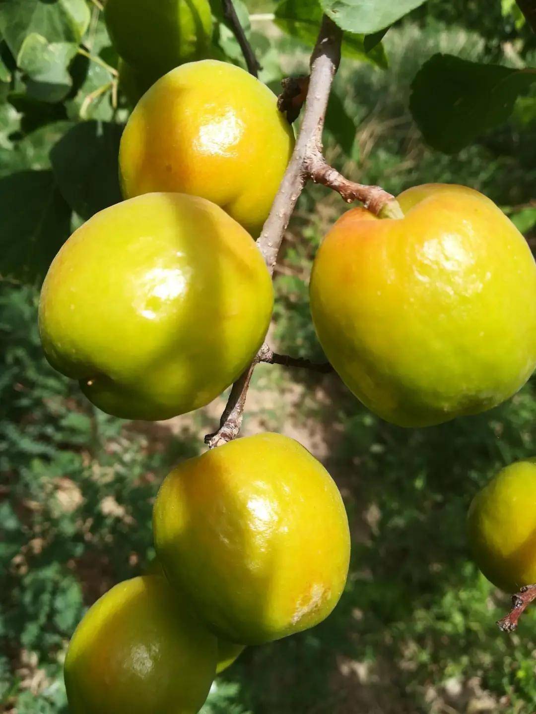 敦煌季节限定汁甜如蜜的李广杏熟了
