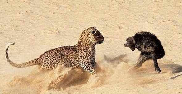 狒狒对付花豹完整视频 d5eaa4950d8d426d965abd415b14ed32.jpeg