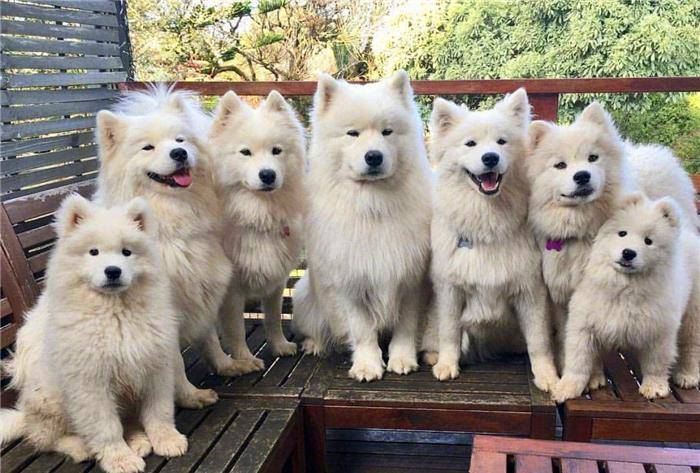因为|铲屎官被“萌犬”包围，抵御不了狗狗的诱惑！