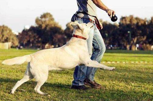 观点评论|想训练拉布拉多?这4个方法一定少不了