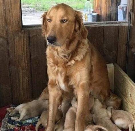 陪我玩|生了一窝小狗子后，狗妈妈的眼神里都是绝望，阿拉斯加却画风清奇