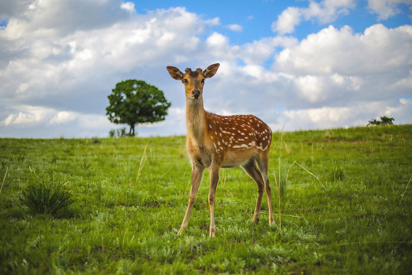 夏日时光追寻草原上的童话世界