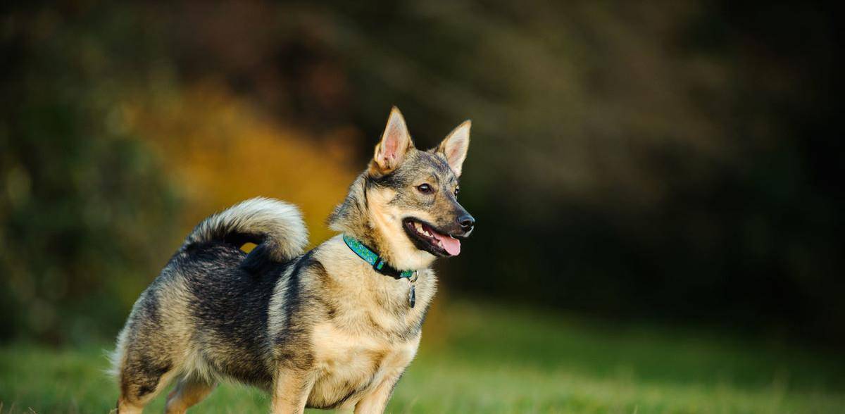 体型|瑞典牧羊犬，明明是纯种犬，看起来却像柯基和狼犬混种