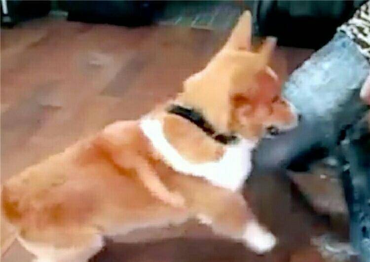 观点评论|睡着的柯基犬遭剪毛 醒来后发现异常 愤怒不已狂咬人