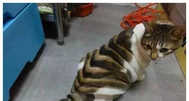 猫咪|主人把二哈剃成驴，把猫咪剃成“哥斯拉”，还给柴犬剃了个背带裤